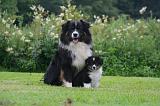 BERGER AUSTRALIEN - ADULT & PUPPY 113
